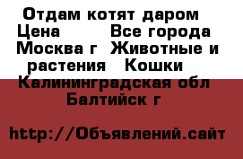 Отдам котят даром › Цена ­ 10 - Все города, Москва г. Животные и растения » Кошки   . Калининградская обл.,Балтийск г.